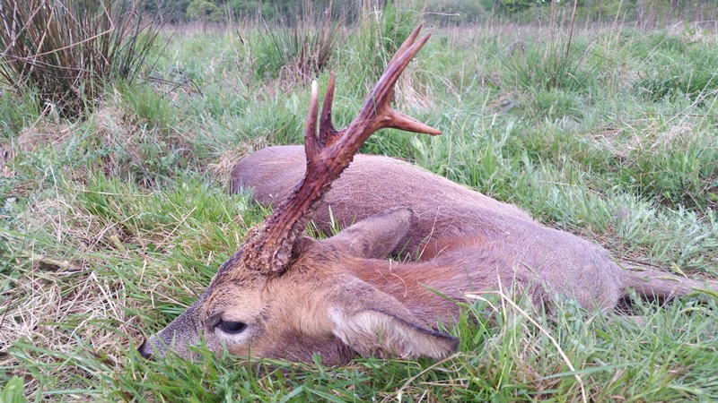 bukkejagt-england