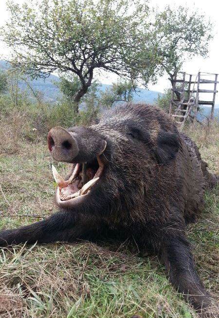 bjørnejagt-rumænien