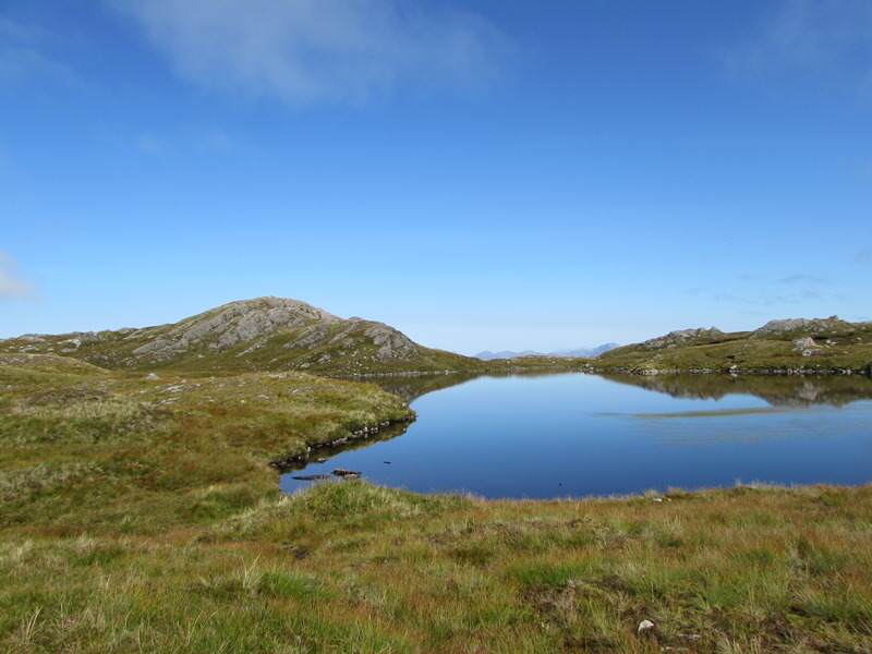 Højlandshjorte i Skotland