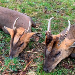 Muntjac og CWD jagt Fritton i England