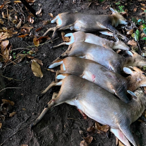 Cull hunt på CWD i England