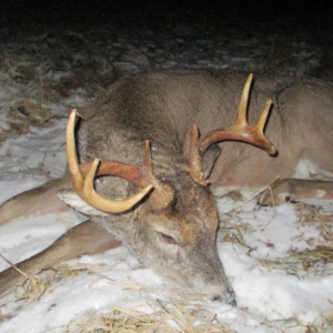 Whitetail hjort i Finland