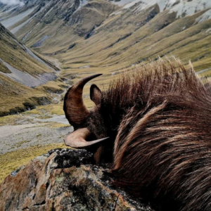 West Coast og Southern Alps Tahr og Gemsejagt